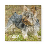 YORKIE magnet