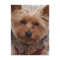 Yorkie  Postcard