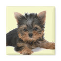 Yorkie Pup magnets