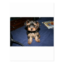 Yorkie Puppy Postcard