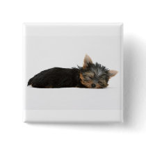 Yorkie Puppy Sleeping
