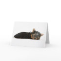 Yorkie Puppy Sleeping cards