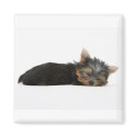 Yorkie Puppy Sleeping magnets