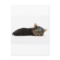 Yorkie Puppy Sleeping