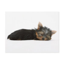 Yorkie Puppy Sleeping