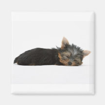 Yorkie Puppy Sleeping Refrigerator Magnet