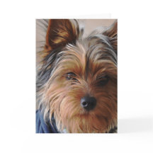 yorkie terrier chu