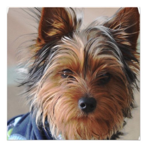 Yorkie Terrier  Invitations