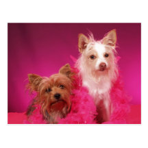 Yorkies and Pink Boas Postcards