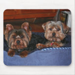 Yorkies - buddies use mat