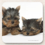 Yorkshire Terrier Beverage Coaster
