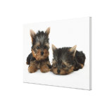 Yorkshire Terrier Canvas Prints