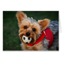 Yorkshire Terrier cards