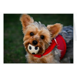 Yorkshire Terrier cards