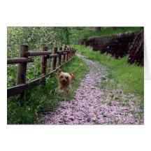 Yorkshire Terrier Card