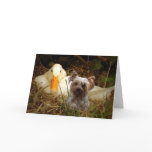 Yorkshire Terrier Card With Duck