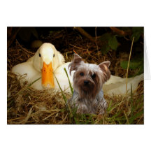 Yorkshire Terrier Card With Duck