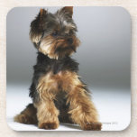Yorkshire terrier, close-up coasters