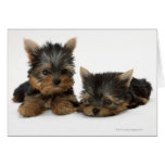 Yorkshire Terrier Greeting Cards