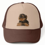 Yorkshire Terrier Hat