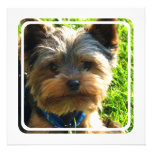 Yorkshire Terrier Invitation