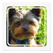 Yorkshire Terrier Invitation