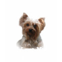 Yorkshire Terrier Ladies Shirt