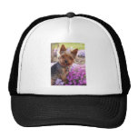 Yorkshire Terrier Mesh Hat