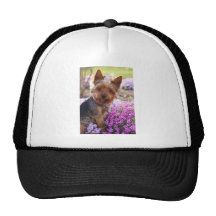 Yorkshire Terrier Mesh Hat