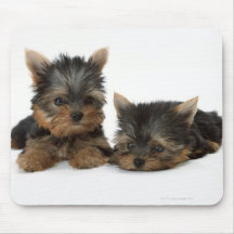 Yorkshire Terrier Mousemats