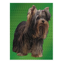Yorkshire Terrier Post Card