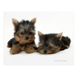 Yorkshire Terrier Postcard