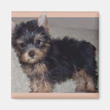 Yorkshire Terrier puppy magnet
