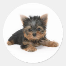 Yorkshire Terrier Puppy Sticker