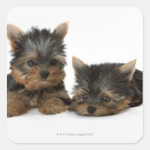 Yorkshire Terrier Square Stickers