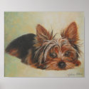 Yorshire Terrier Poster posters
