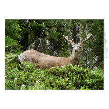 Yosemite Deer Card