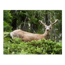 Yosemite Deer Postcard