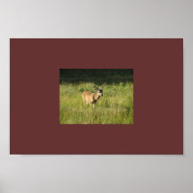 Yosemite Deer Poster