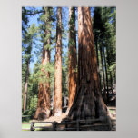 Yosemite National Park Sequoia Poster