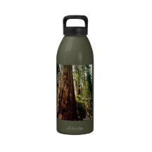 Yosemite Redwoods