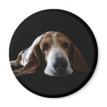 You ain't nothin but a hound dog