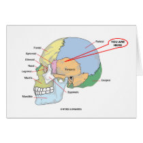 You Are Here (Brain Temporal Region Anatomical)