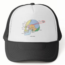 You Are Here (Brain Temporal Region Anatomical)