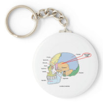 You Are Here (Brain Temporal Region Anatomical)