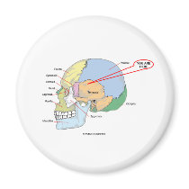 You Are Here (Brain Temporal Region Anatomical)