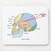 You Are Here (Brain Temporal Region Anatomical)