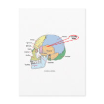 You Are Here (Brain Temporal Region Anatomical)