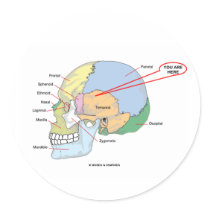 You Are Here (Brain Temporal Region Anatomical)