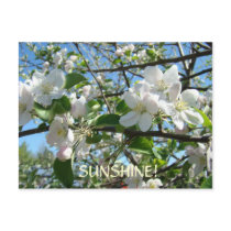 You are MY SUNSHINE! Post Card Apple Blossoms